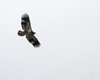 Bald Eagle Juvenile